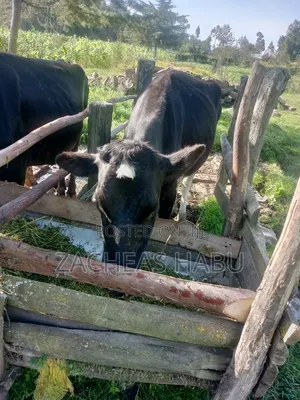 A Healthy Friesian Cow for Sale