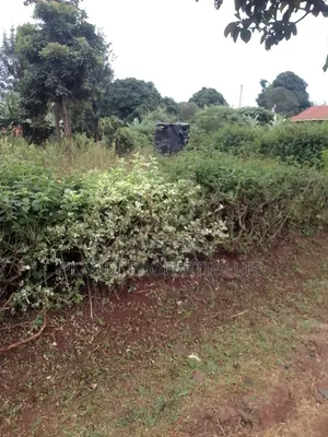 Ruaka / Kagongo Under Tarmac