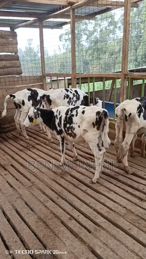 Young Heifers