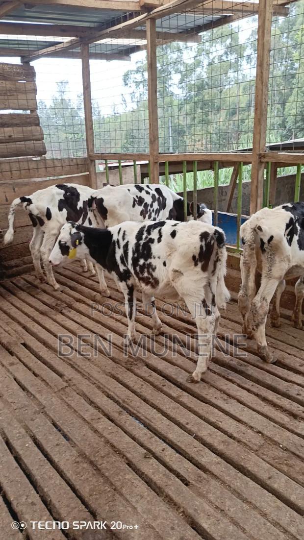 Young Heifers