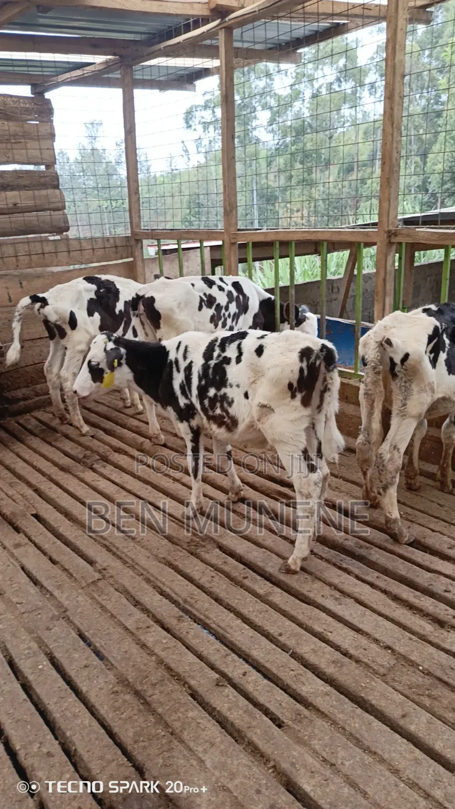 Young Heifers