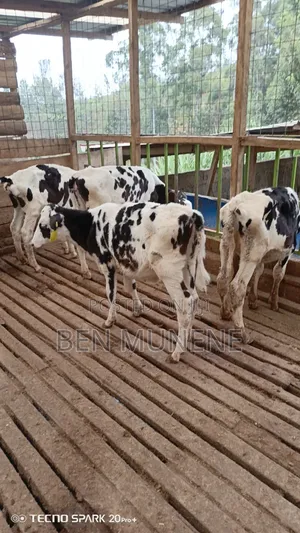 Young Heifers