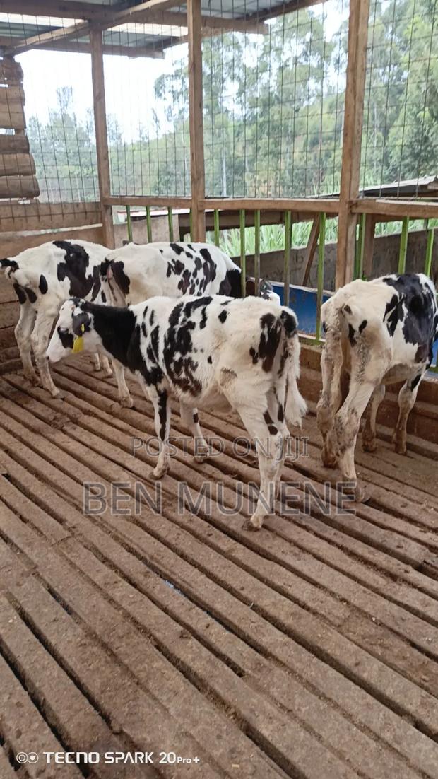 Young Heifers - thumbnail 2