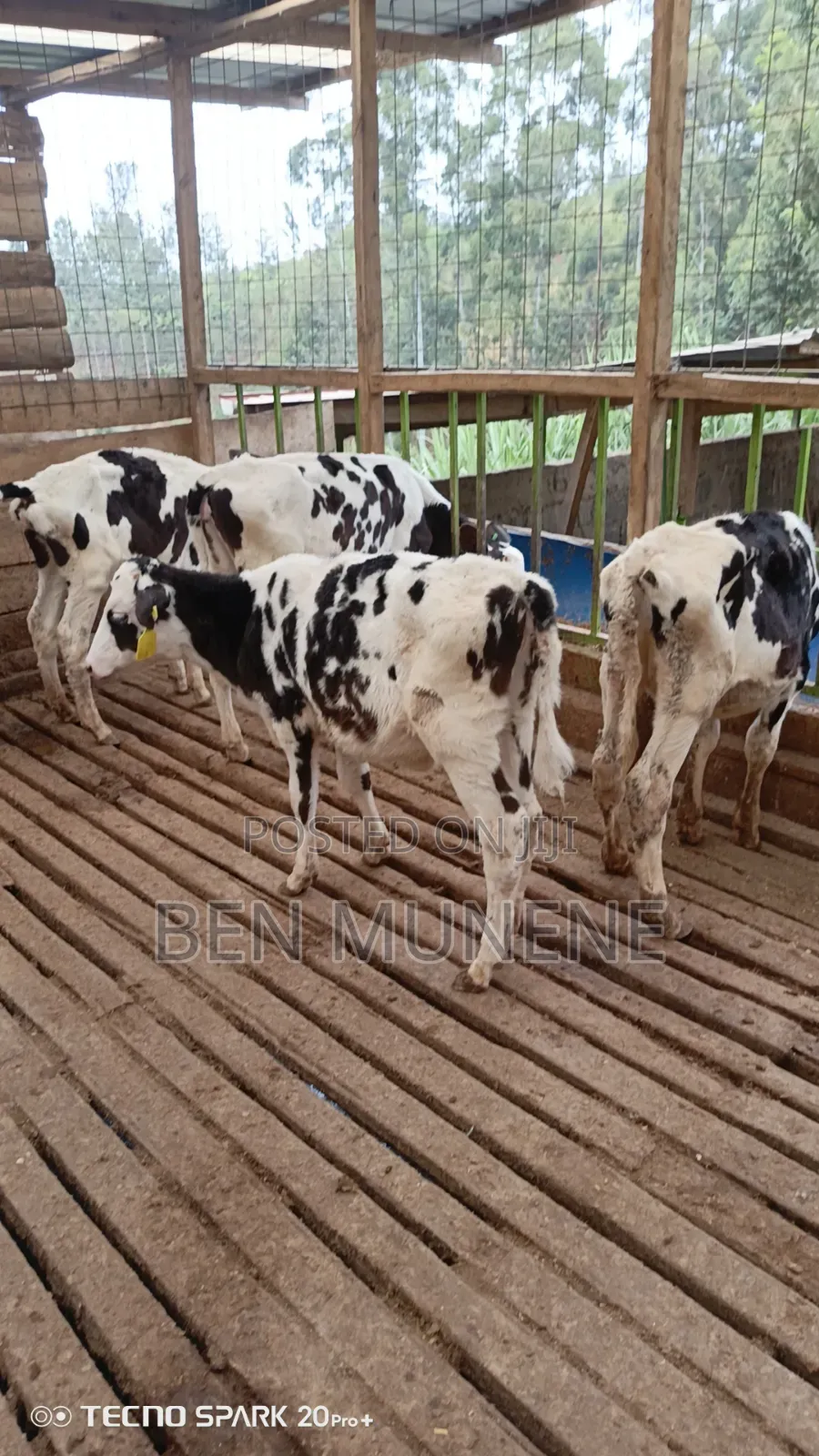 Young Heifers