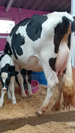 Pedigree Dairy Cows.