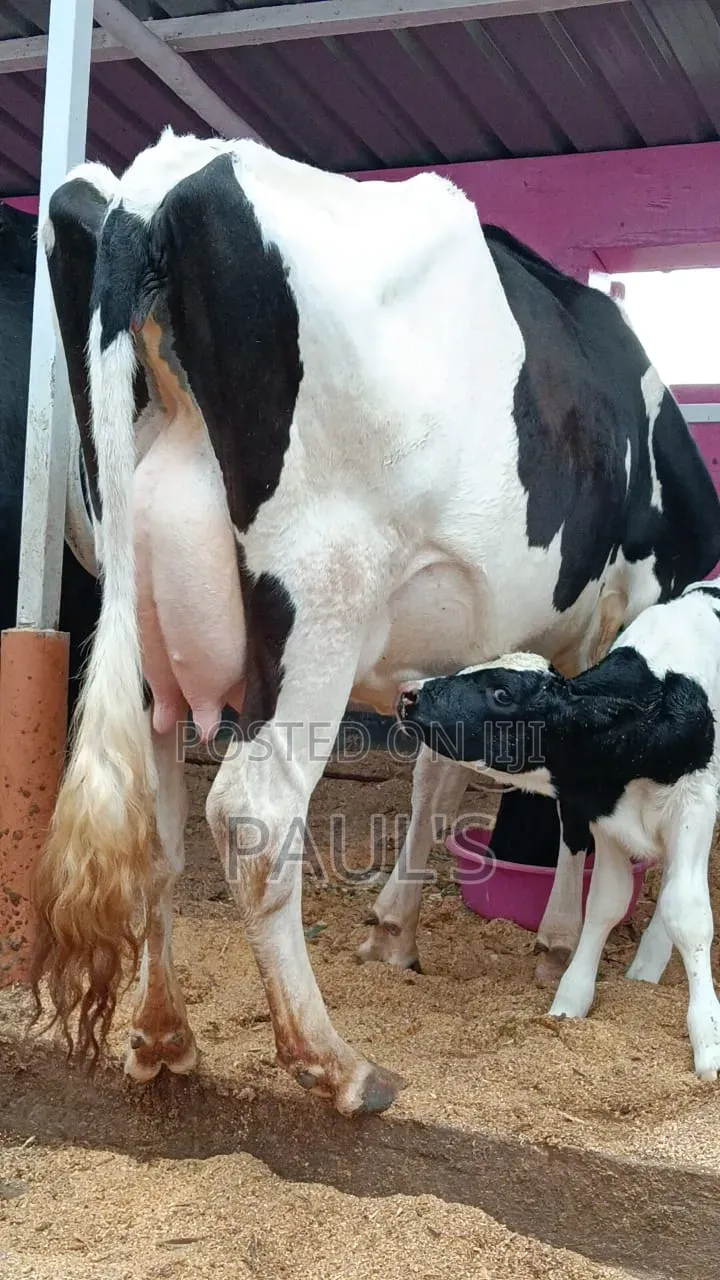 Pedigree Dairy Cows.