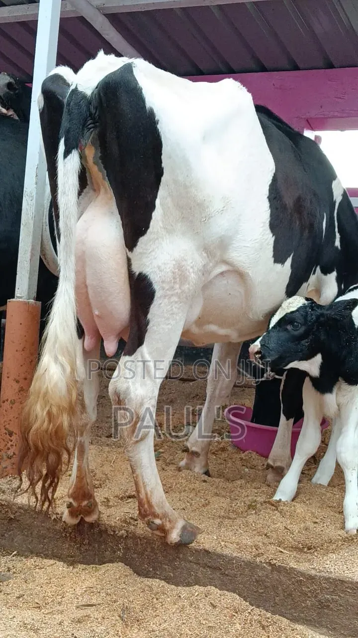 Pedigree Dairy Cows.