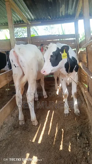 Bullying Heifers