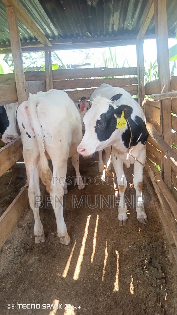 Bullying Heifers - thumbnail 2