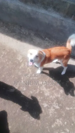 3-6 months Female Mixed Breed Dachshund