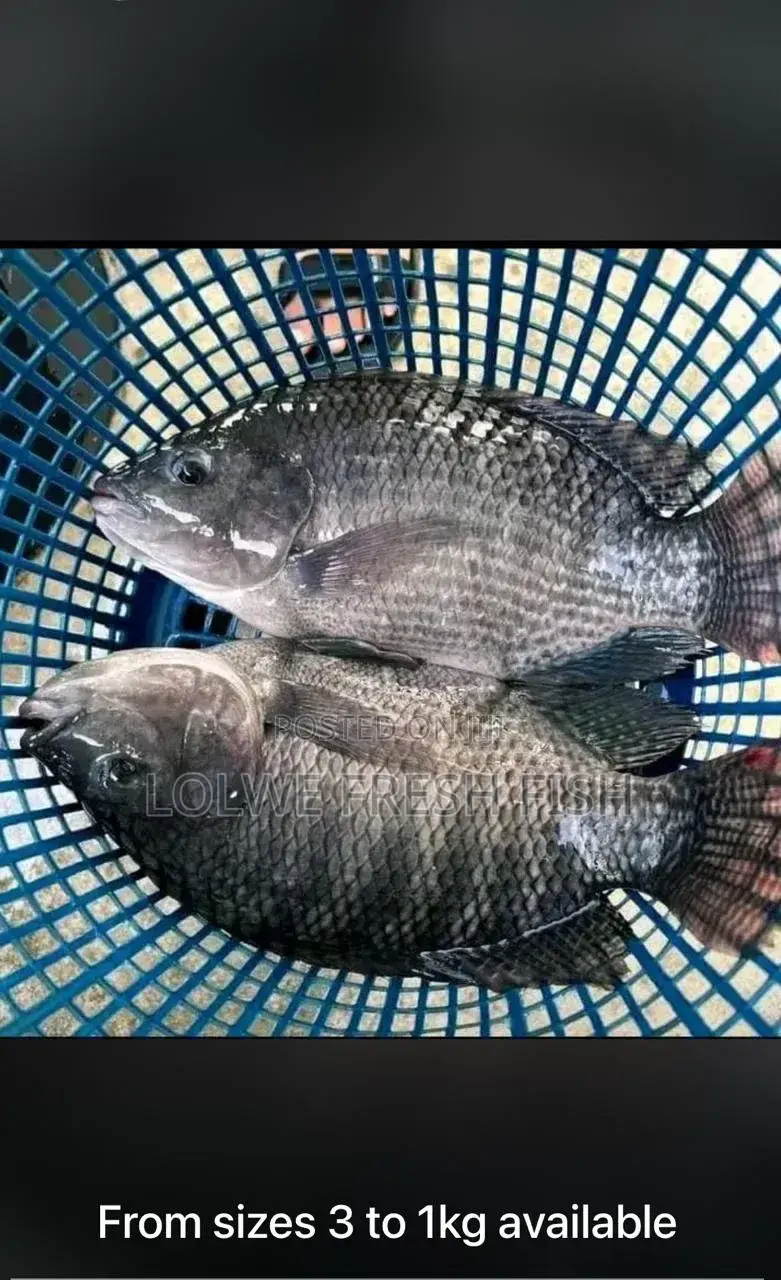 Lolwe Fresh Fish