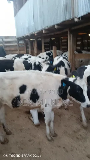 Ready to Serve Heifers