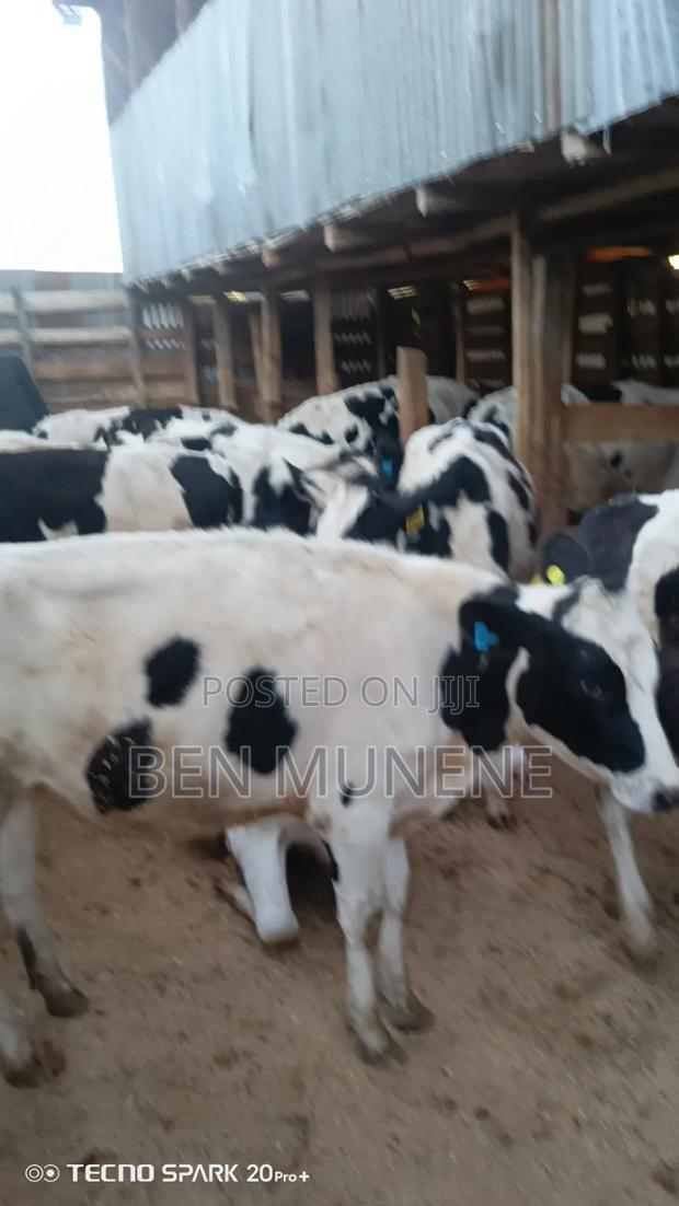 Ready to Serve Heifers