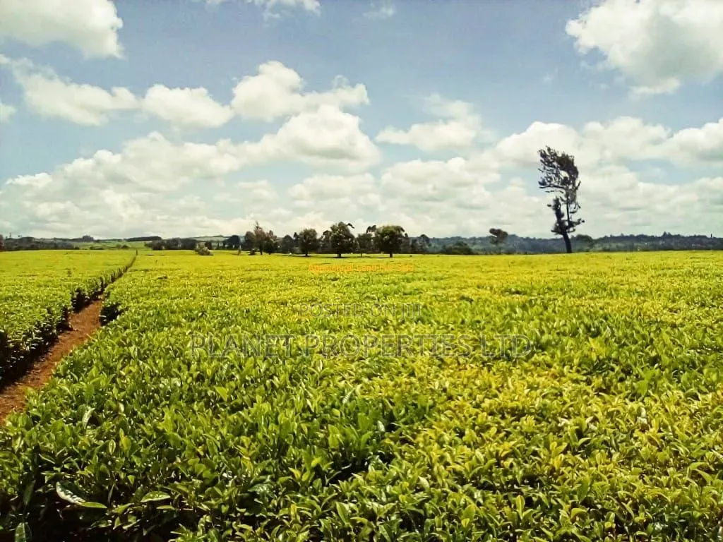 Limuru 64 Acre
