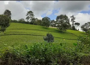 Limuru 64 Acre