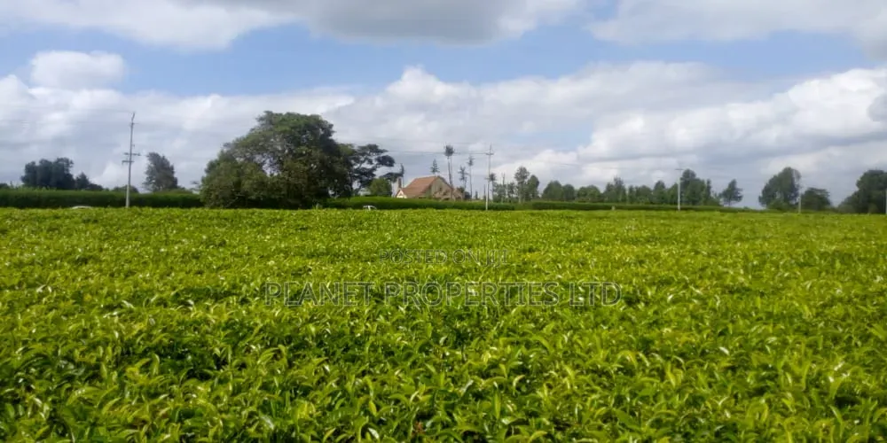 Limuru 64 Acre