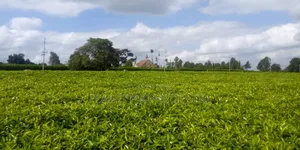 Limuru 64 Acre