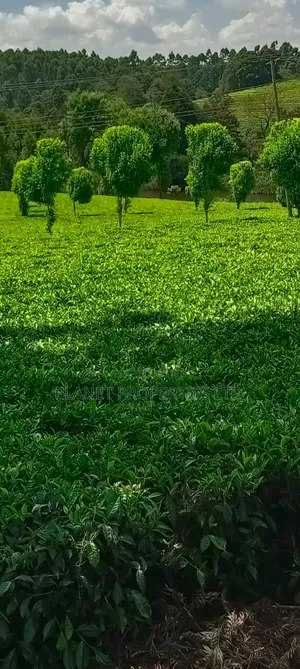 Limuru 64 Acre