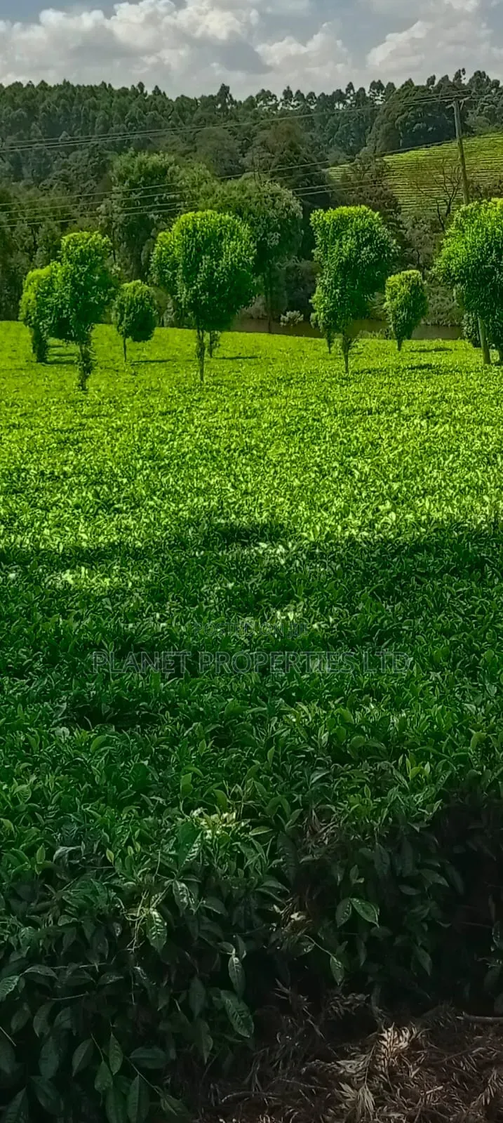Limuru 64 Acre