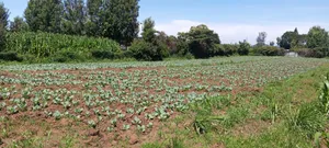 One Acre at Giachong'e in Nakuru