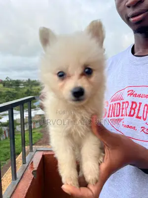 1-3 months Male Mixed Breed Havanese