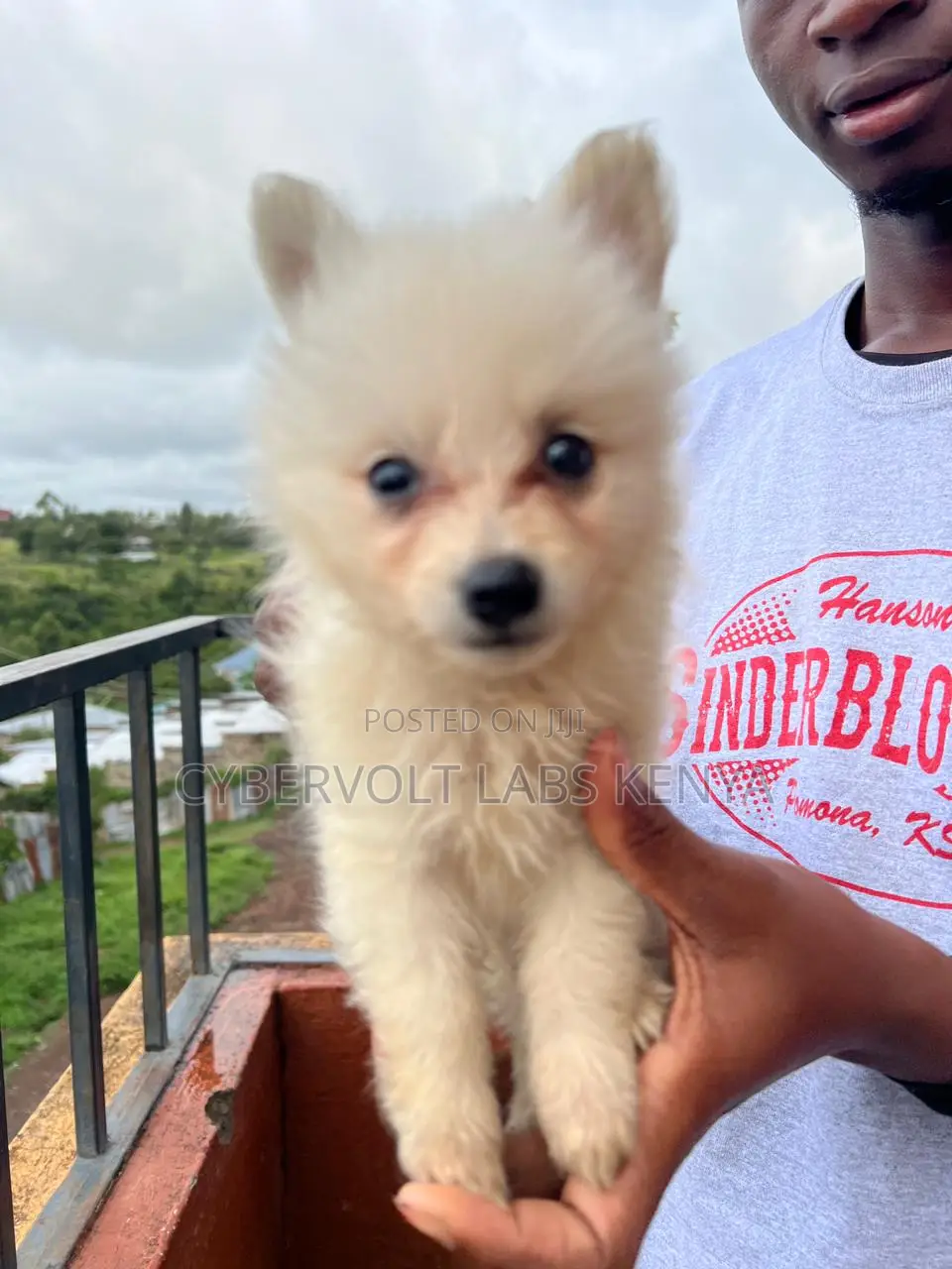 1-3 months Male Mixed Breed Havanese