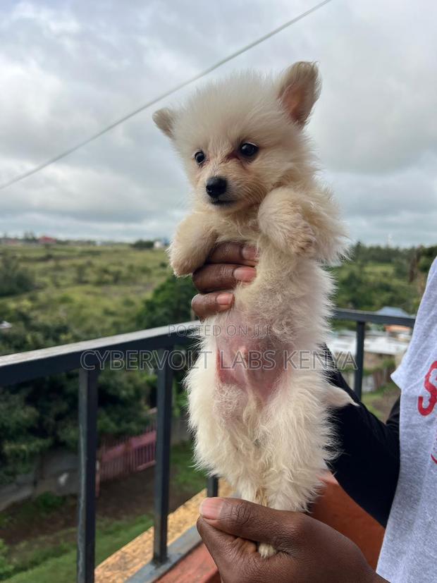 1-3 months Male Mixed Breed Havanese - thumbnail 3