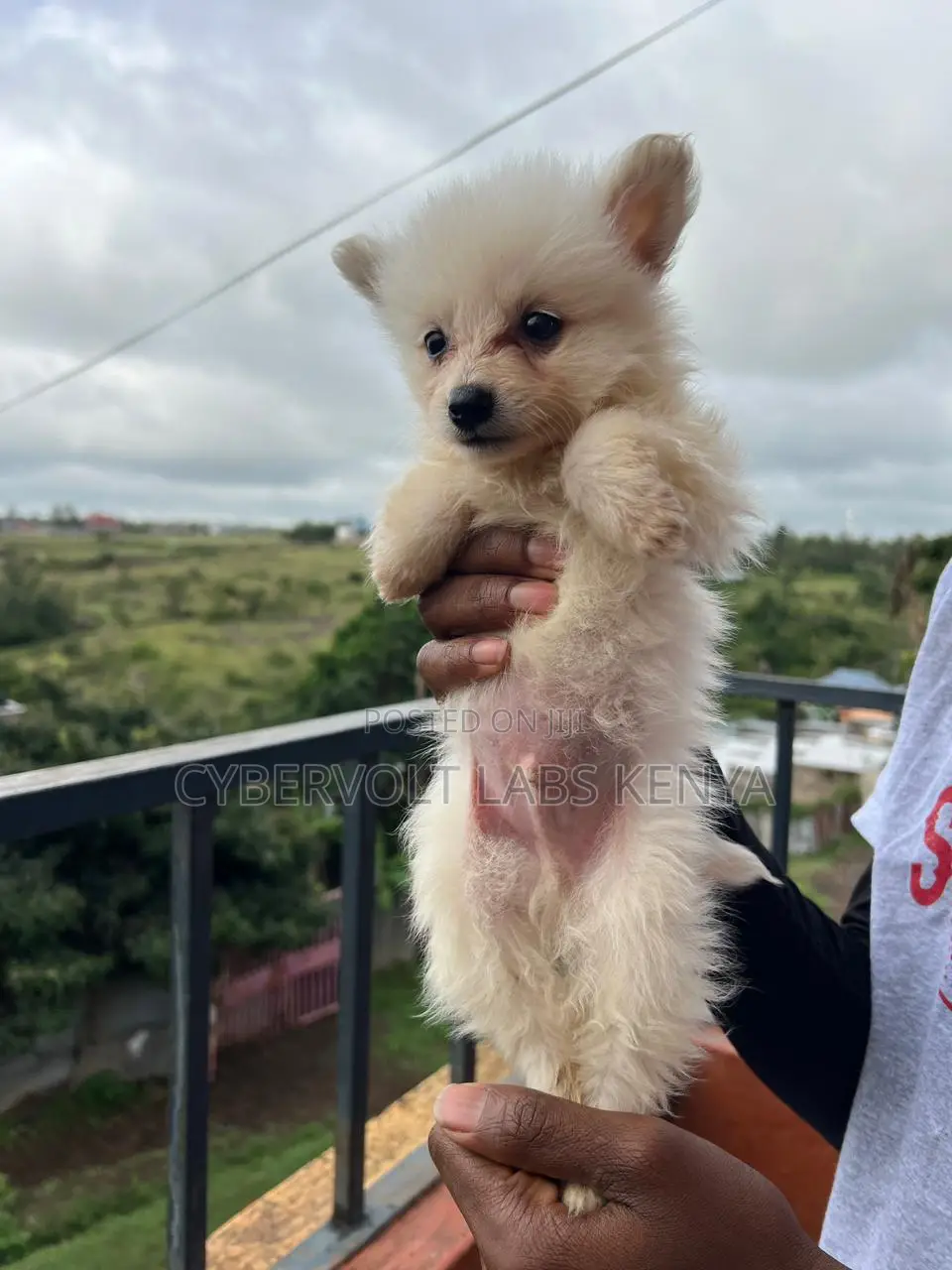 1-3 months Male Mixed Breed Havanese