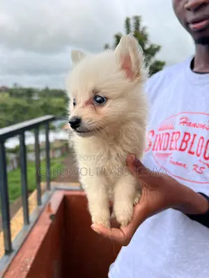 1-3 months Male Mixed Breed Havanese