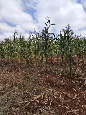 2 Acres Land for Sale in Kamangu