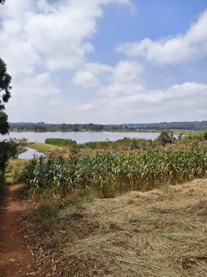 2 Acres Land for Sale in Kamangu