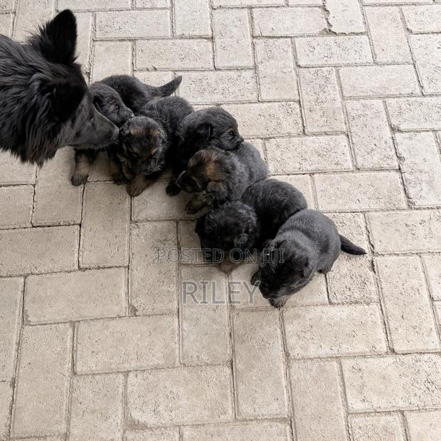 1-3 months Male Purebred German Shepherd