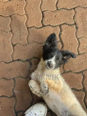 3-6 months Female Mixed Breed English Springer Spaniel