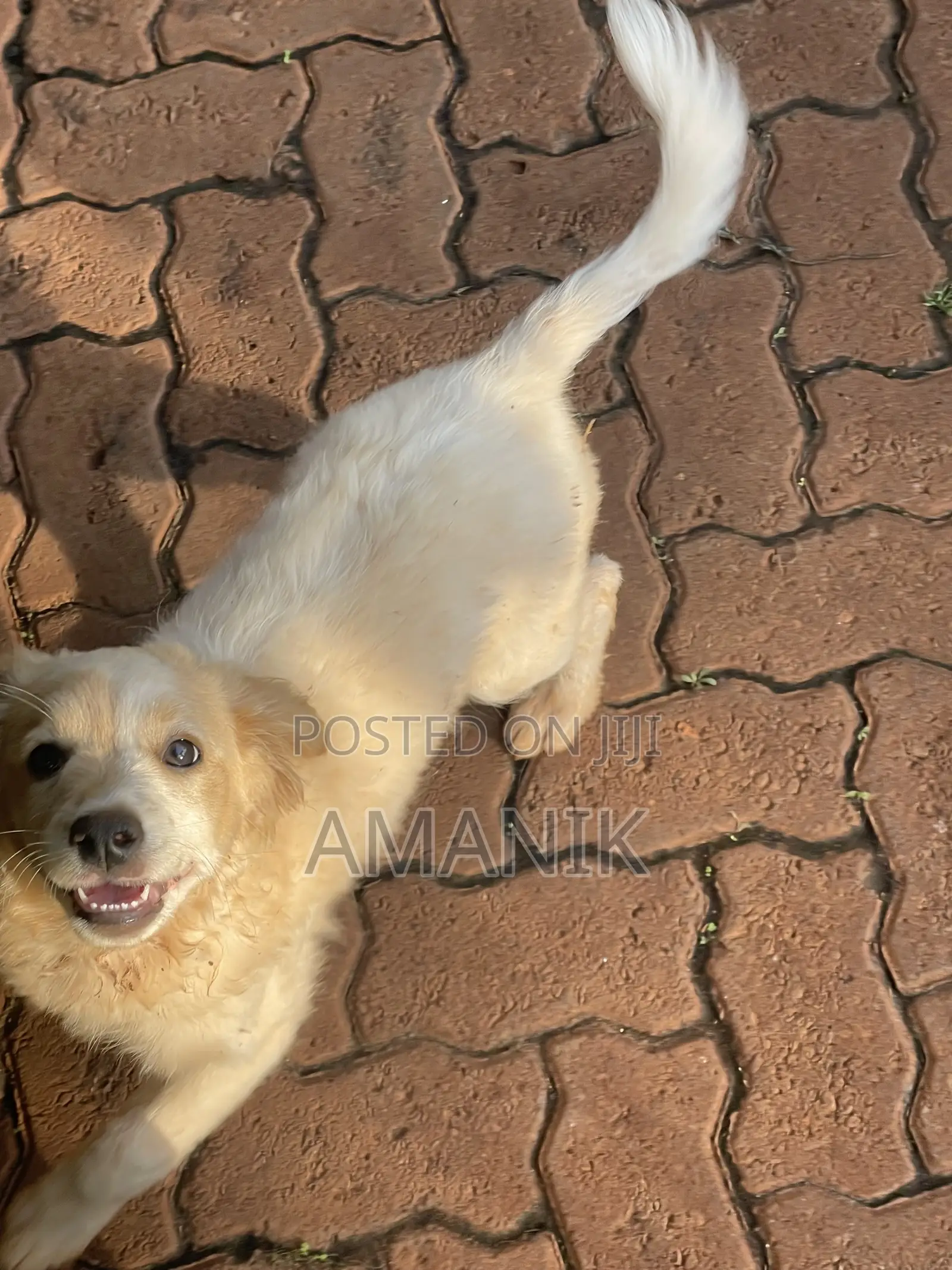 3-6 months Female Mixed Breed English Springer Spaniel