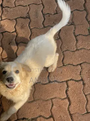 3-6 months Female Mixed Breed English Springer Spaniel