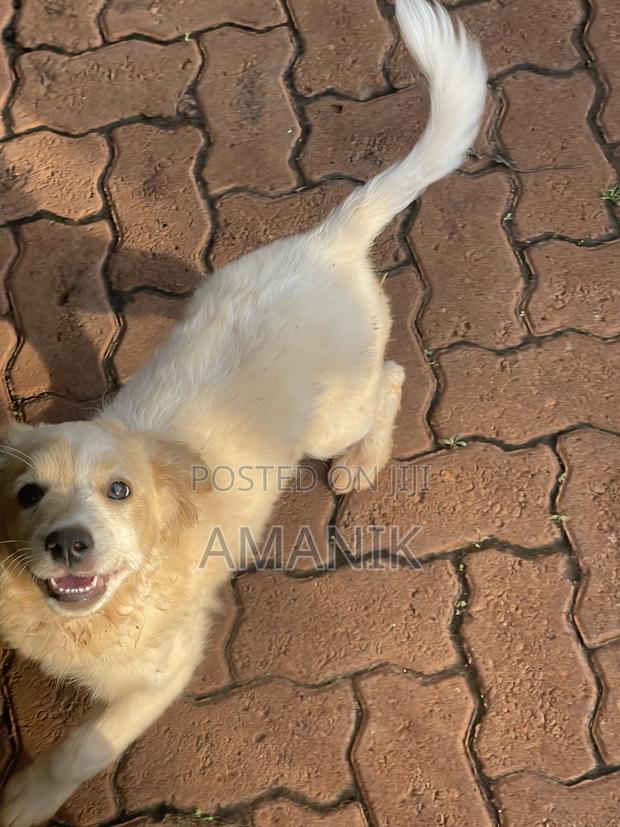 3-6 months Female Mixed Breed English Springer Spaniel - thumbnail 3
