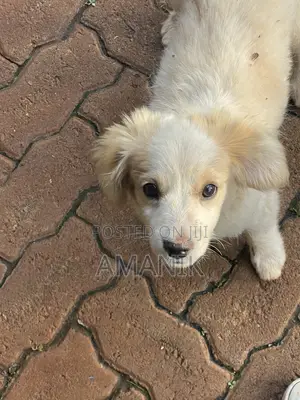 3-6 months Female Mixed Breed English Springer Spaniel