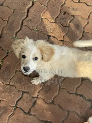 3-6 months Female Mixed Breed English Springer Spaniel