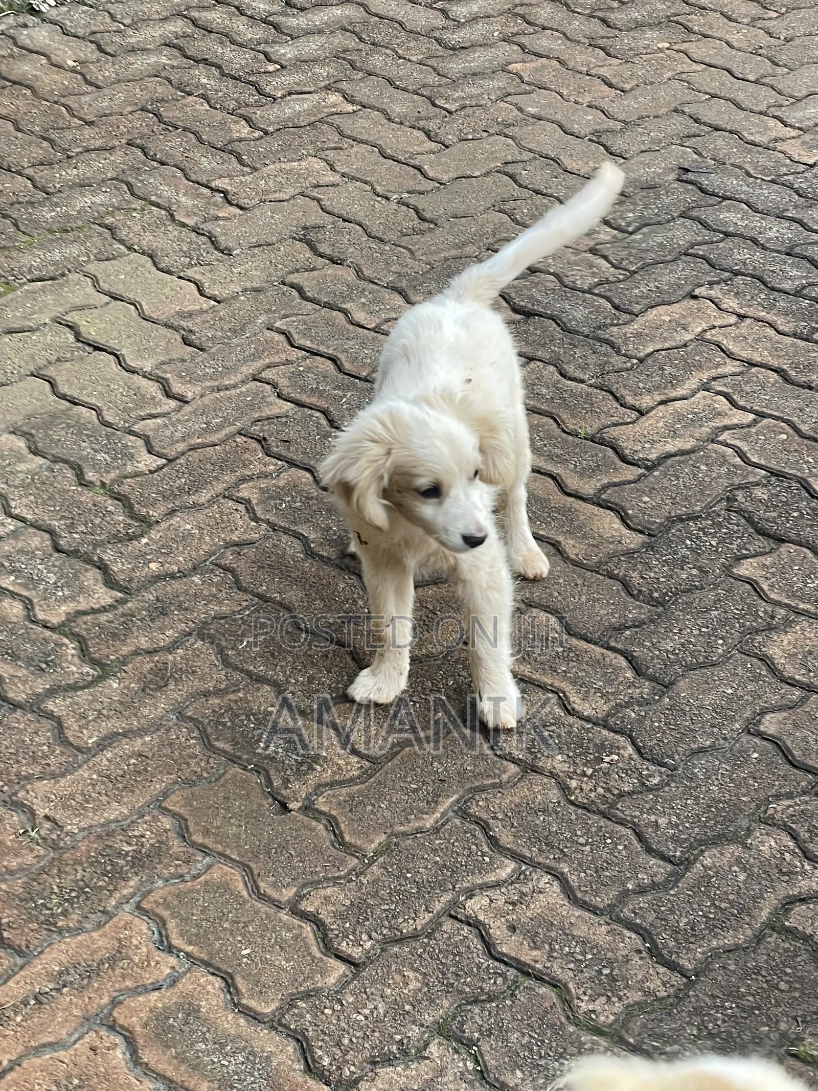3-6 months Female Mixed Breed English Springer Spaniel