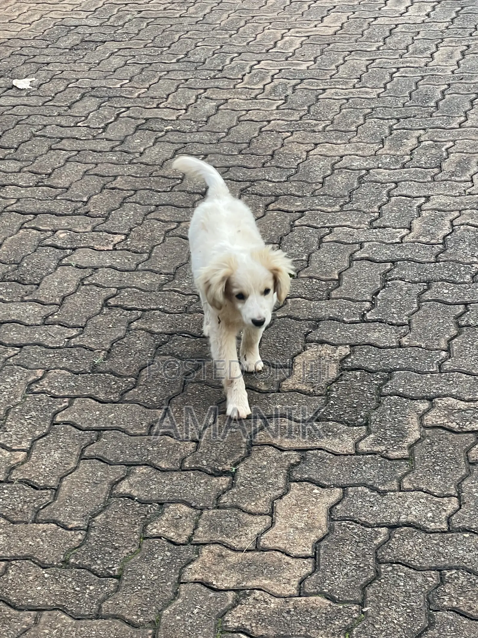 3-6 months Female Mixed Breed English Springer Spaniel