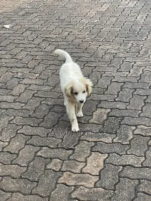 3-6 months Female Mixed Breed English Springer Spaniel
