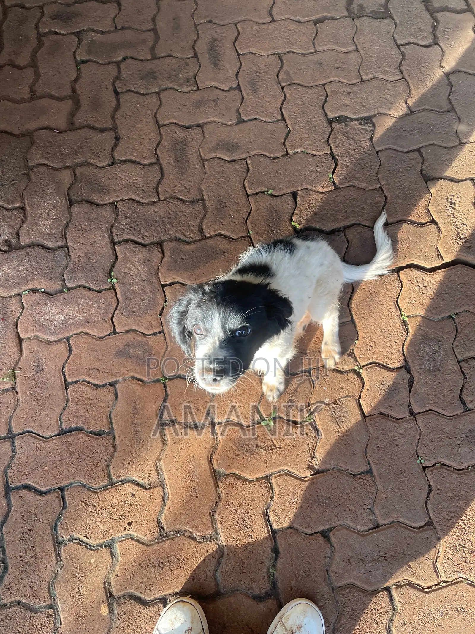3-6 months Female Mixed Breed English Springer Spaniel