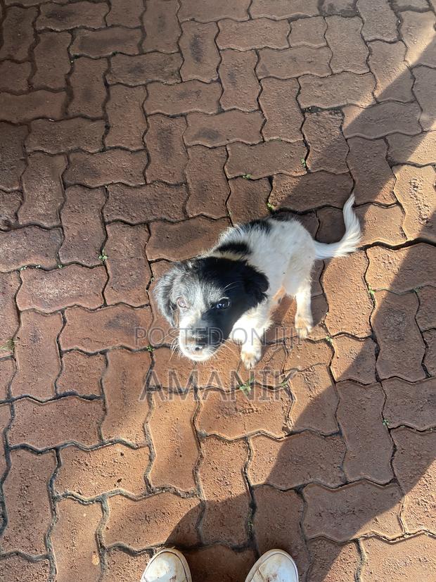 3-6 months Female Mixed Breed English Springer Spaniel - thumbnail 8