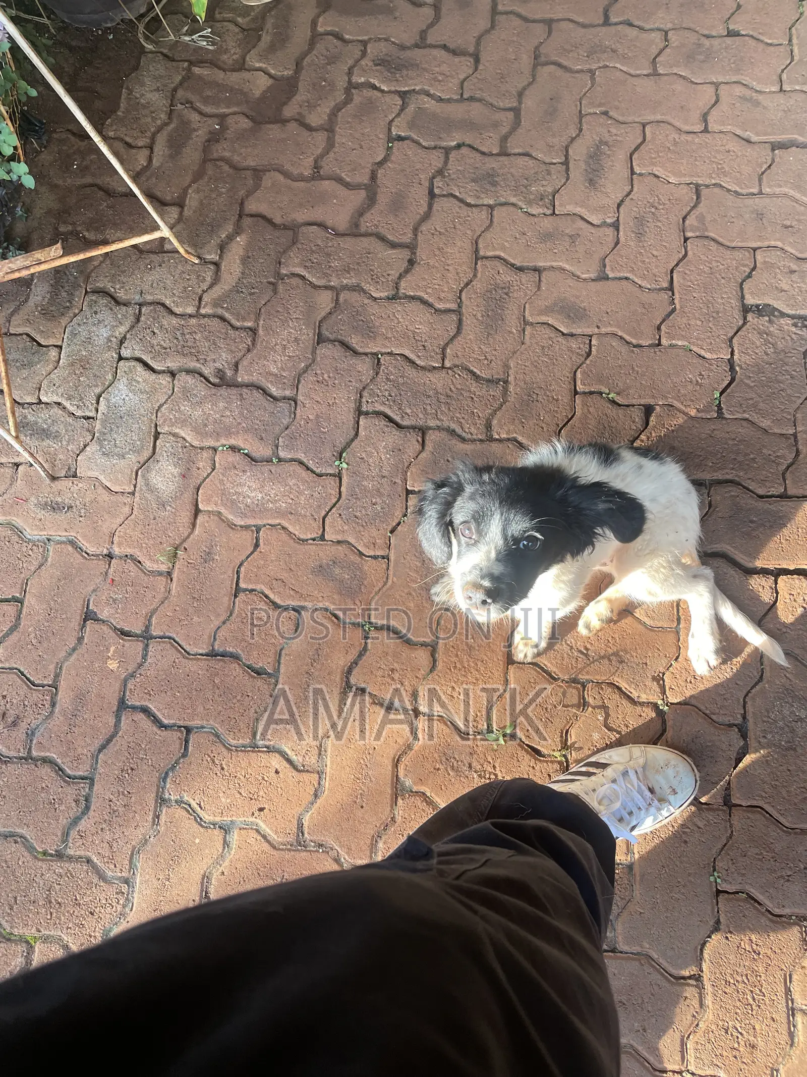 3-6 months Female Mixed Breed English Springer Spaniel