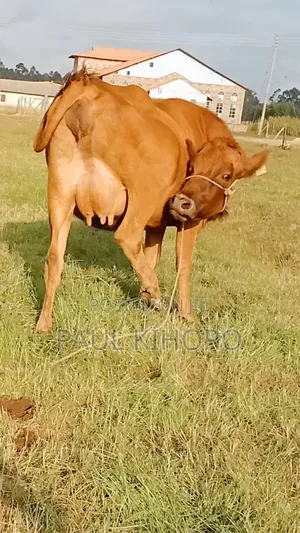 Jase Heifer on Sale 8month Incalf 