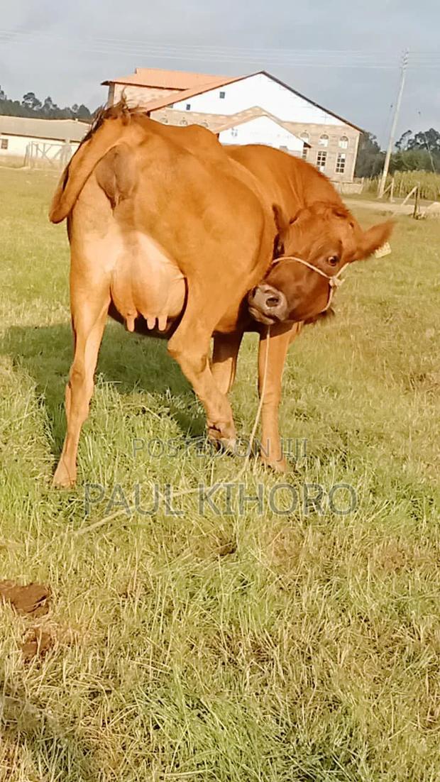 Jase Heifer on Sale 8month Incalf 