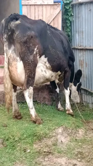 Giant Cow on Sale One Week Tocalf