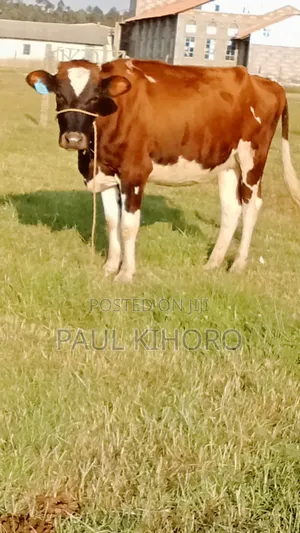 Giant Heifer 5month Incalf