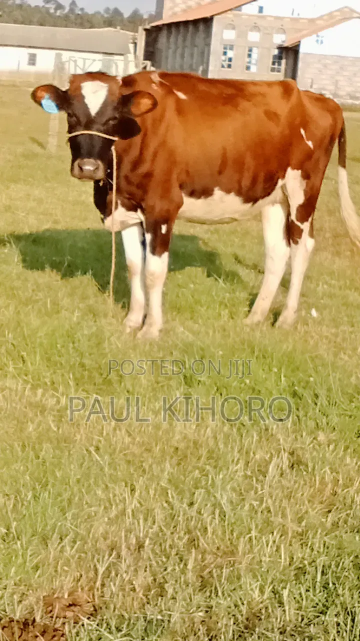 Giant Heifer 5month Incalf