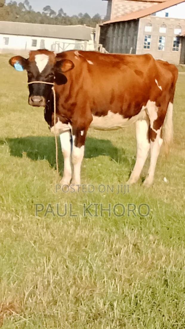 Giant Heifer 5month Incalf - thumbnail 2
